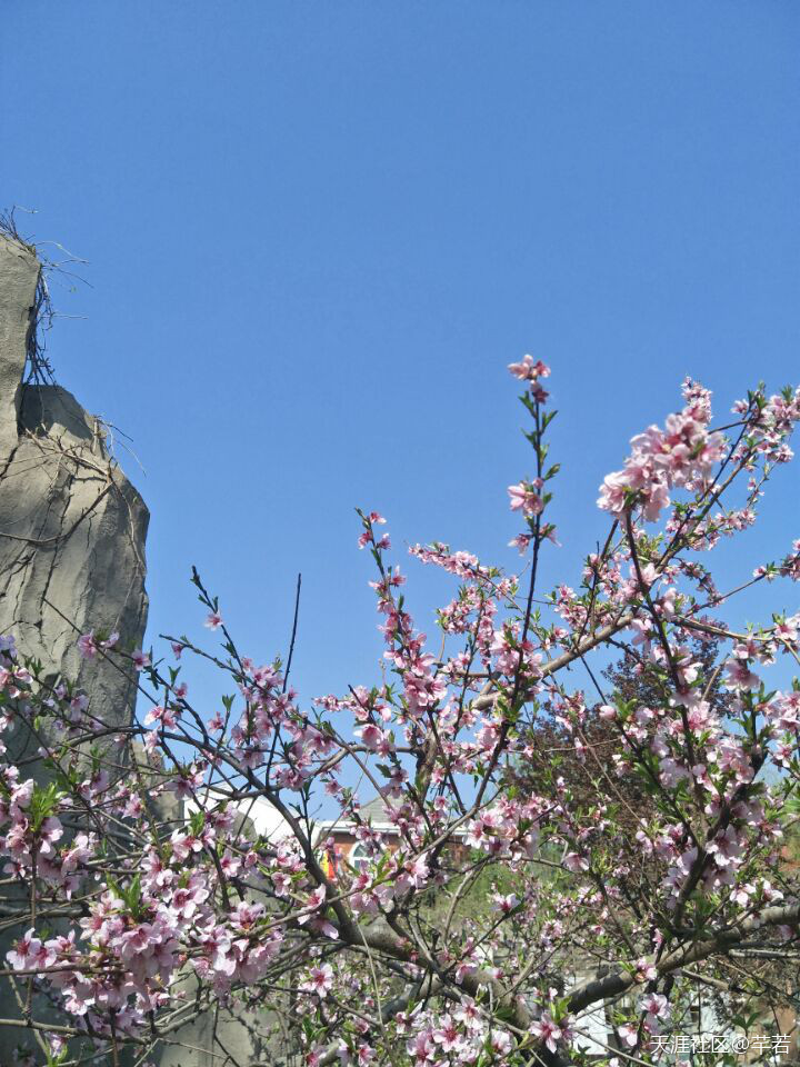 以蓝天为背景，春风作画，赴一场春之盛宴